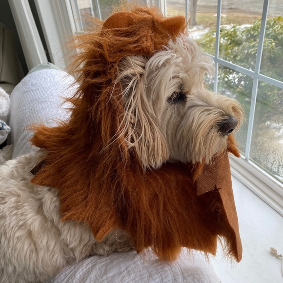 Lions Head Costume - Picture 13 of 13